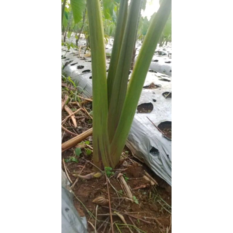 paket bibit talas bogor jenis bentul 10 bibit