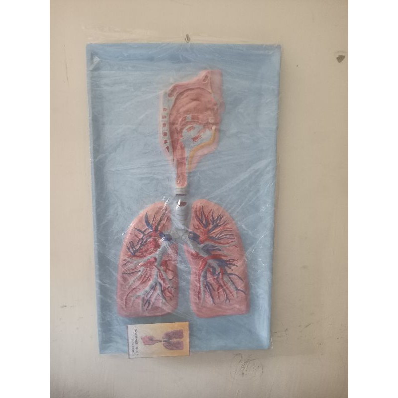 

alat peraga penampang pernafasan