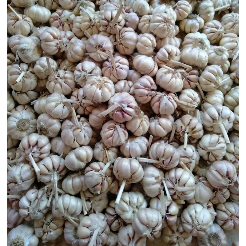 

Bawang Putih 1Kg