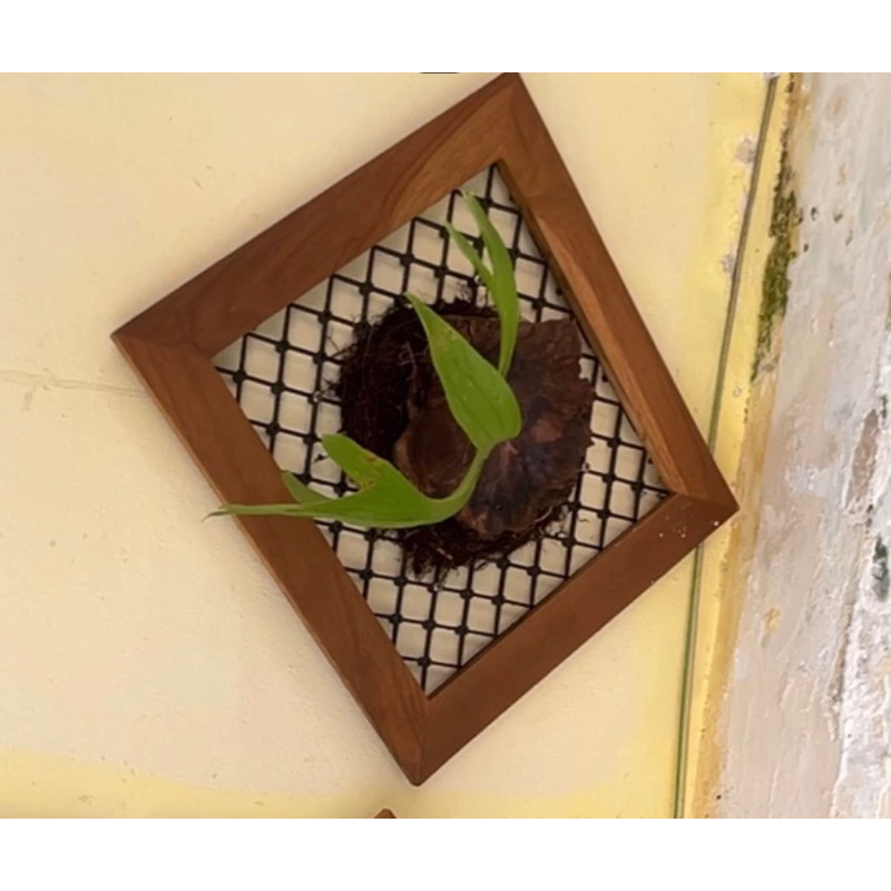 Bingkai tanaman/Bingkai platycerium/Bingkai anggrek/bingkai tanaman gantung/bingkai pajangan