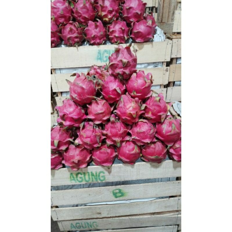 

buah naga merah super 1kg