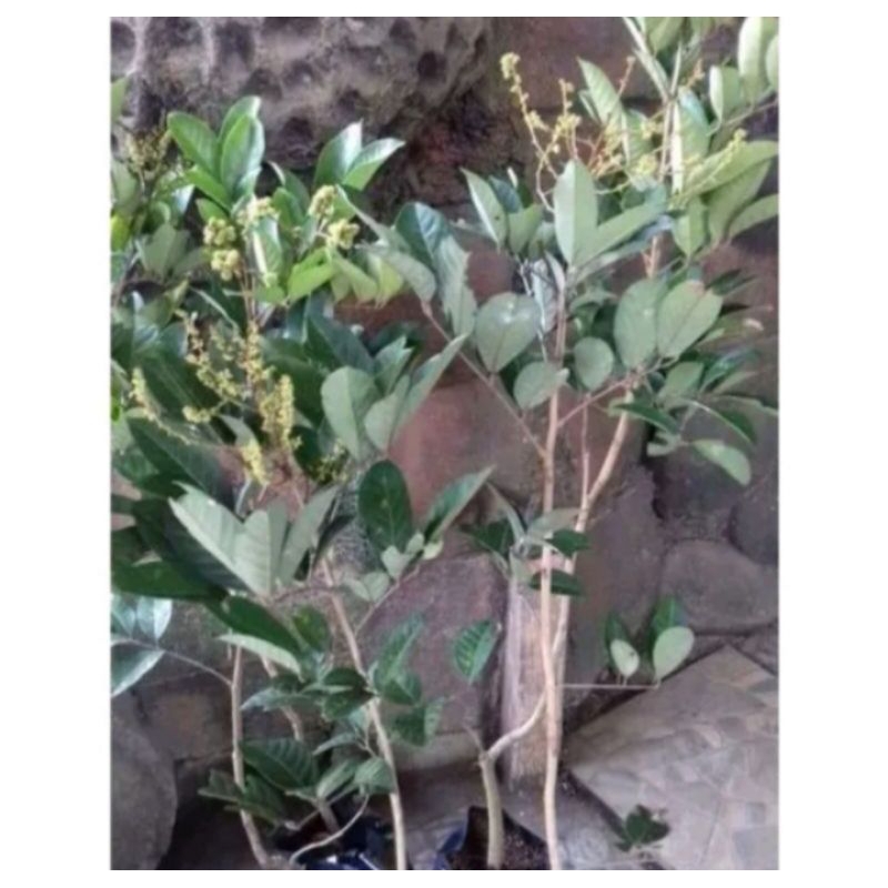 NEW BIBIT BUAH RAMBUTAN BINJAI KONDISI BERBUNGA