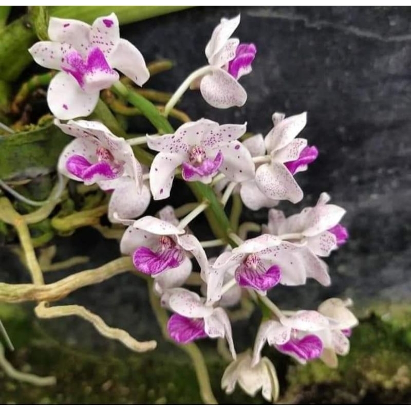 Rhynchostylis gigantea light blue spot