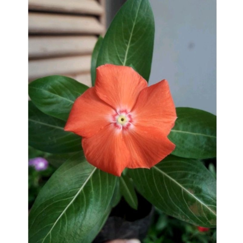 Vinca Mandarin Orange