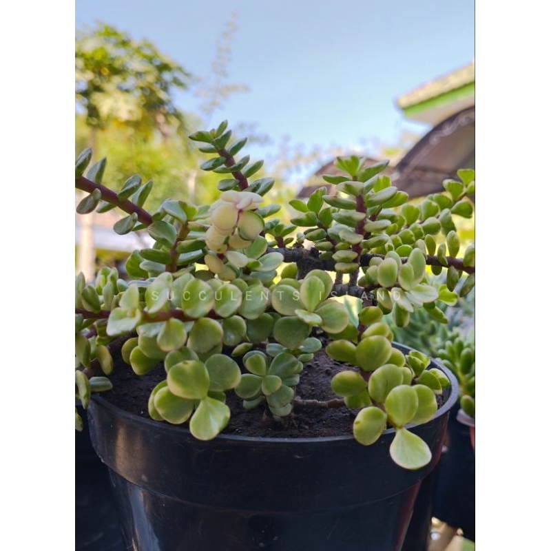 Sukulen Portulacaria Afra Variegata