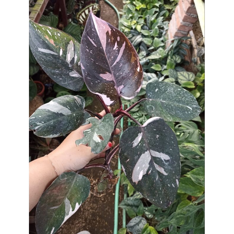 Philodendron Anderson