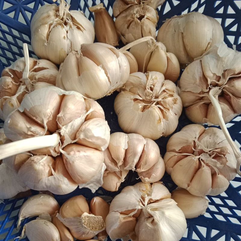 

Bawang putih 1kg