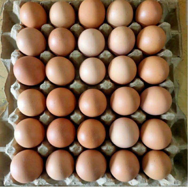 

telur 1 kg