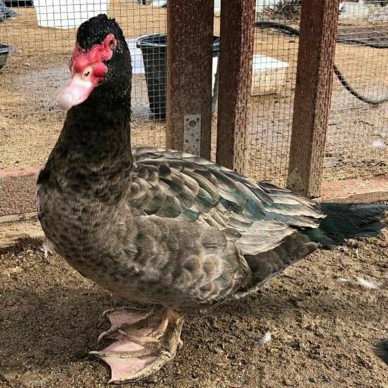 

TELUR MENTOK HIAS BRONZE UNTUK DI TETASKAN