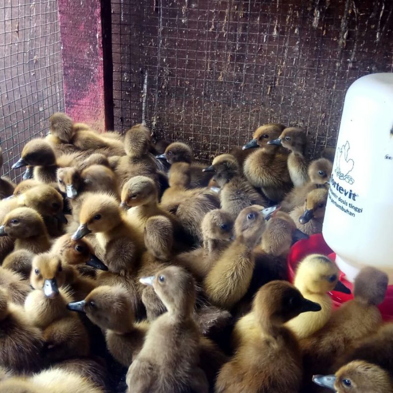 telor bebek fertil telur untuk diteteskan