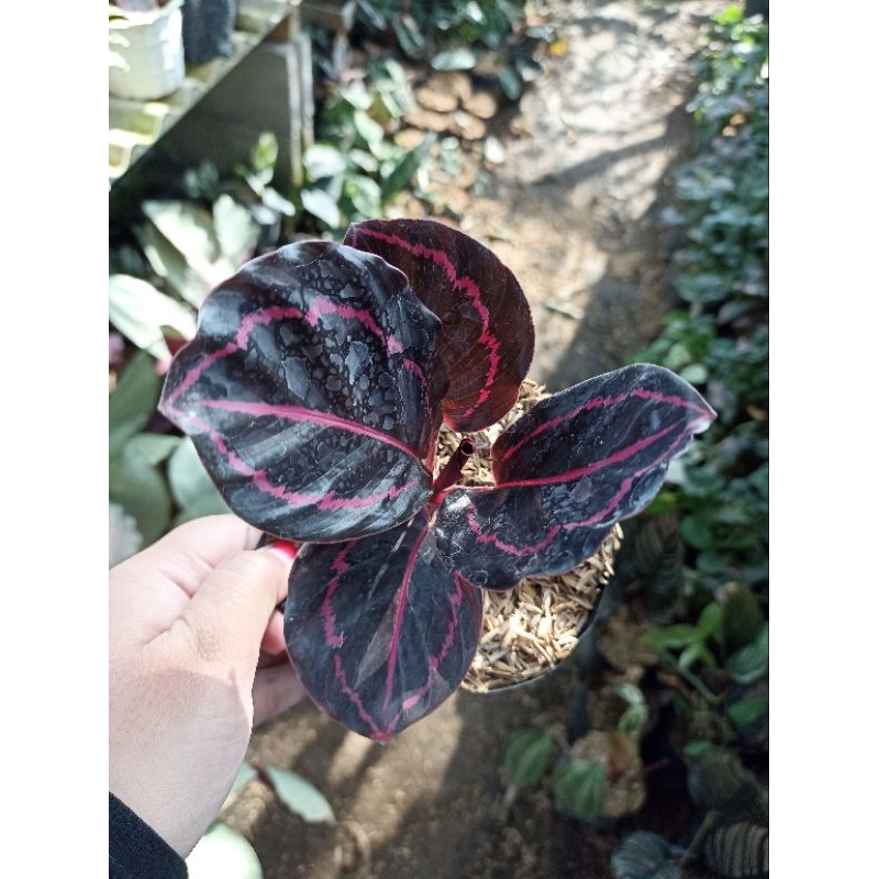 Calathea Black Lipstick