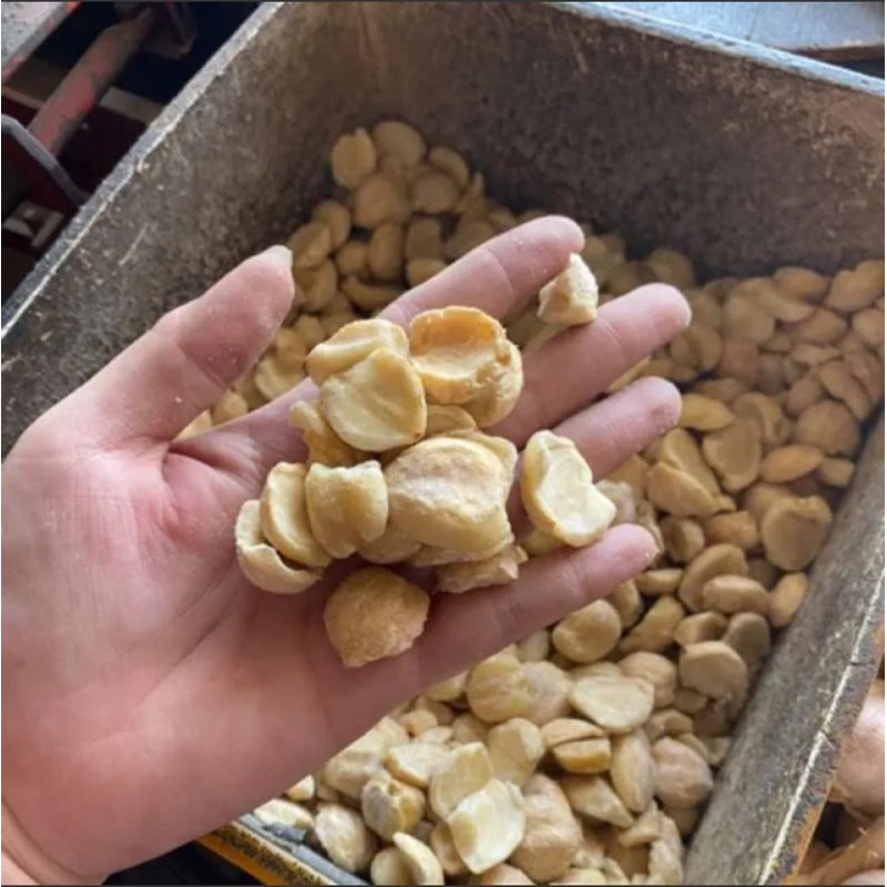 

Kamiri Pecah Kemasan 500gram