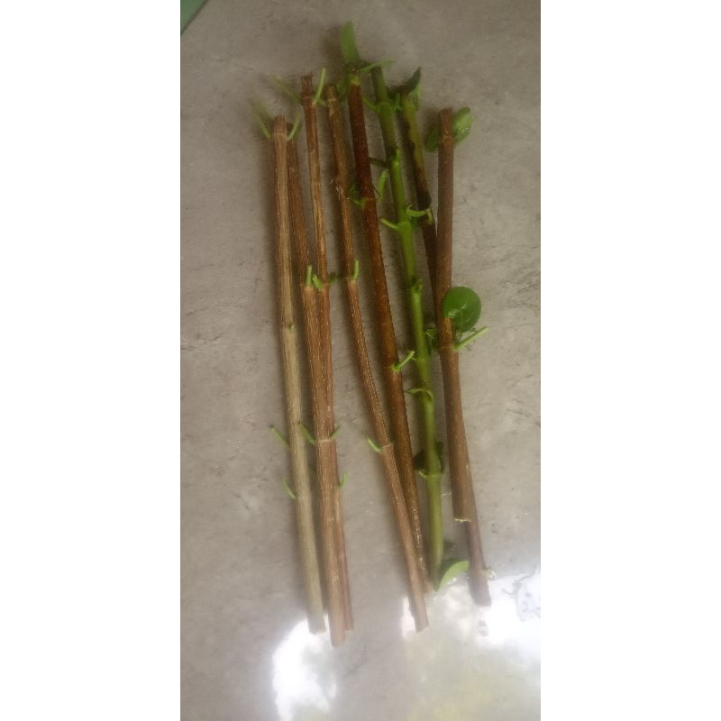 Stek batang bonsai sancang variegata