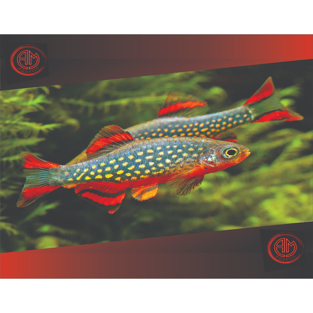 Paket Rasbora Galaxy 5 Ekor | Emerald Kubotai | Ikan Aquascape | Ikan Hias | Ikan Akuarium Paket 5 E
