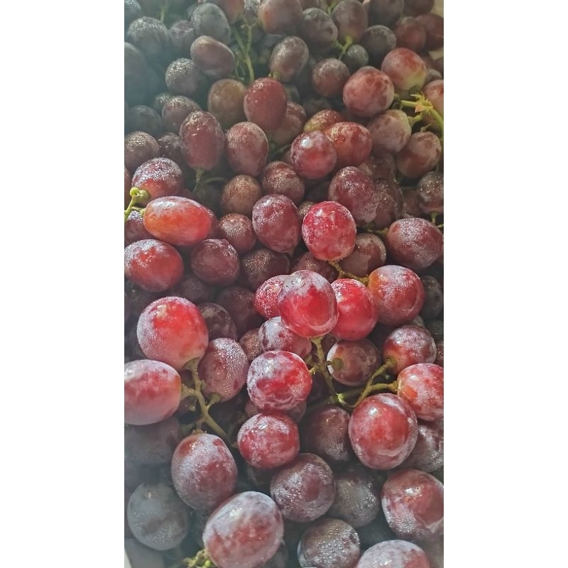 

Buah Anggur Merah Segar