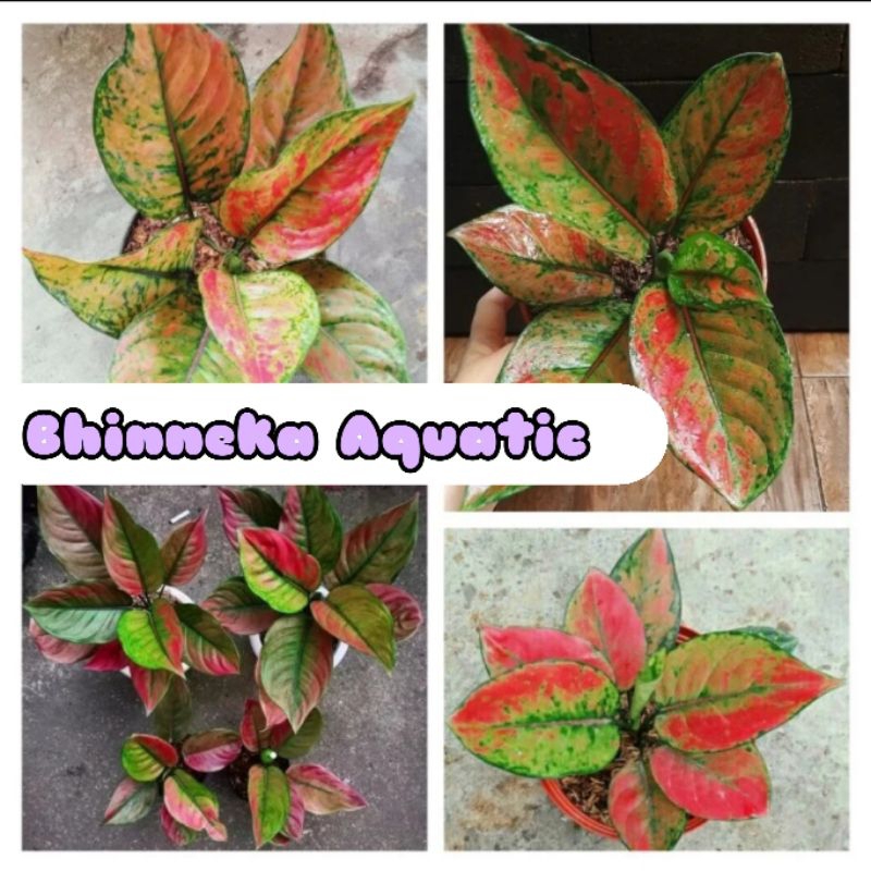 Aglonema Heng Heng Anakan Aglaonema Hengheng Tanaman Hias Bunga