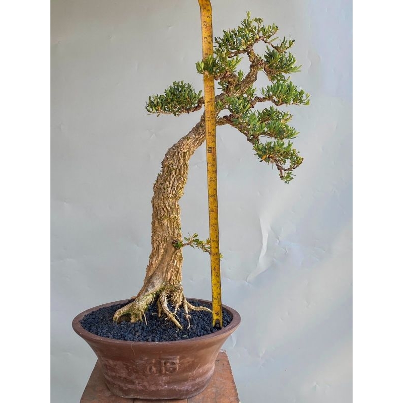 Bonsai Boxus Herlandi siap pajang