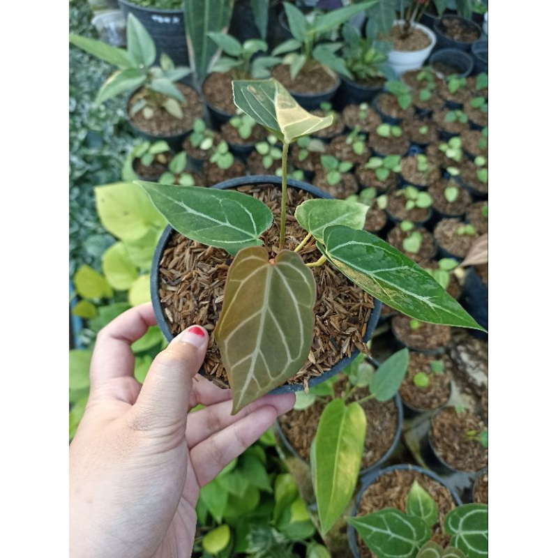 Anthurium Red of Java