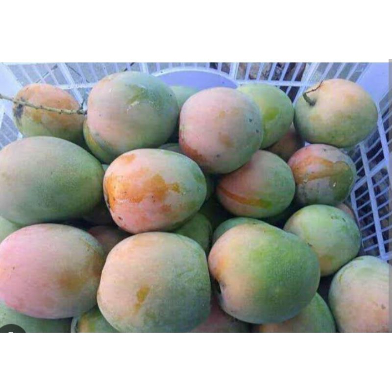 

1KG mangga gedong gincu dijamin manis