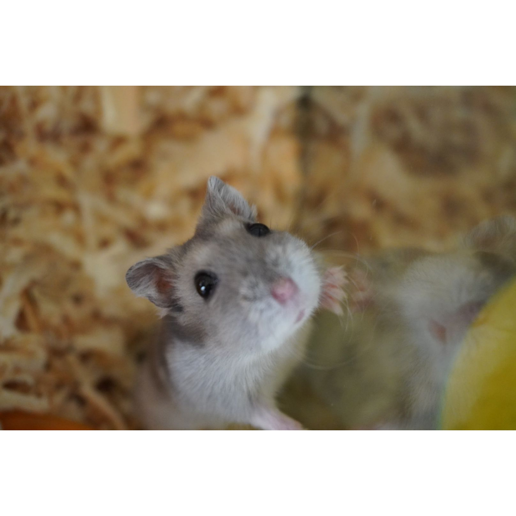 Hamster Winter White, Campbell, Syrian Khusus Wilayah Surabaya
