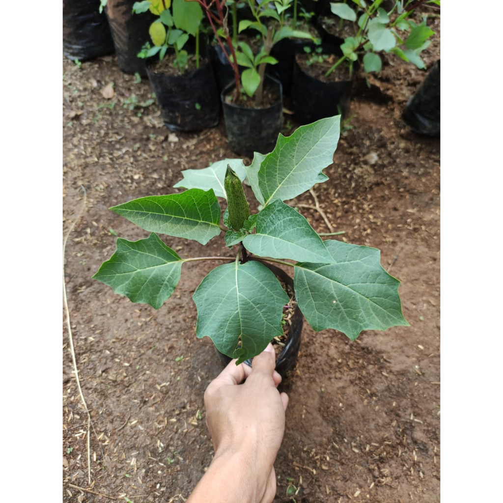 Bibit Tanaman Hias Kecubung Ungu Siap Berbunga