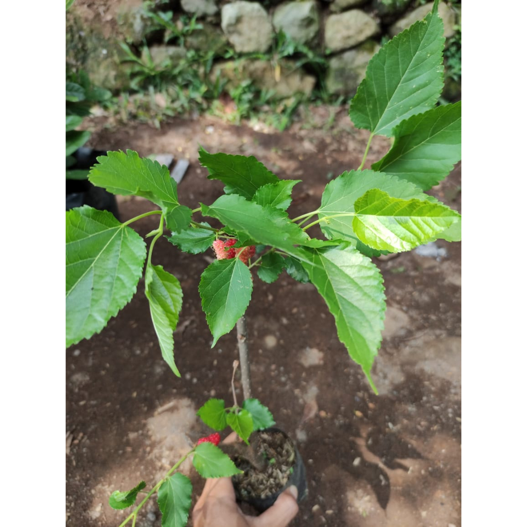 Bibit Murbei - Murlbery - Arbei