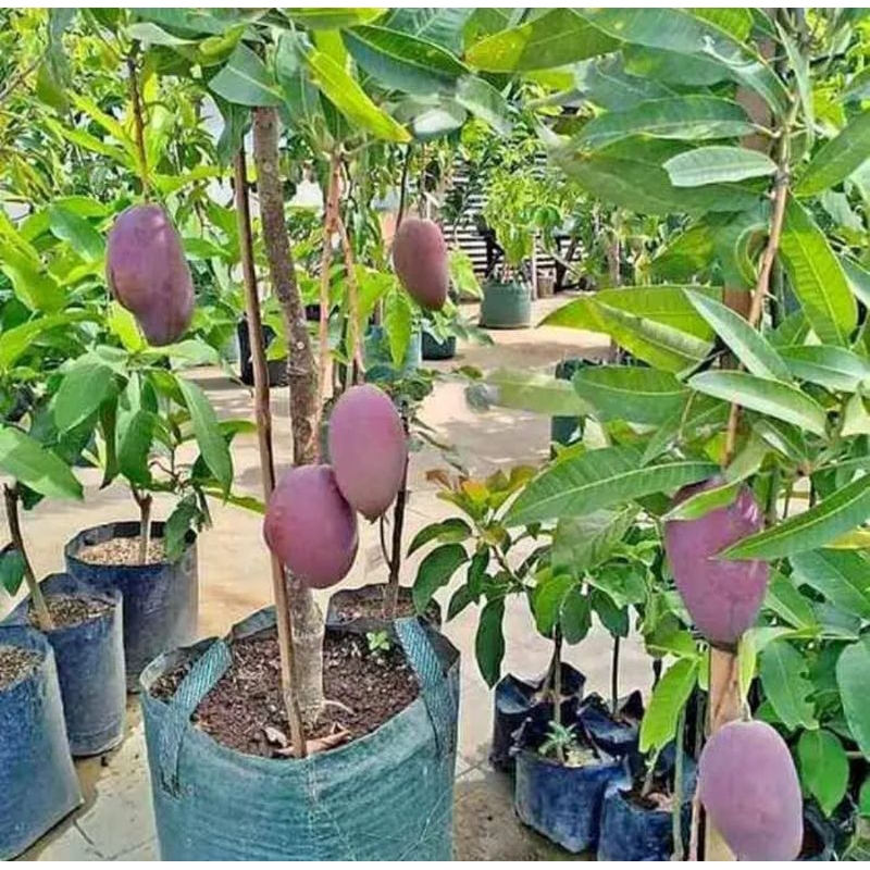 Bibit mangga  okulasi