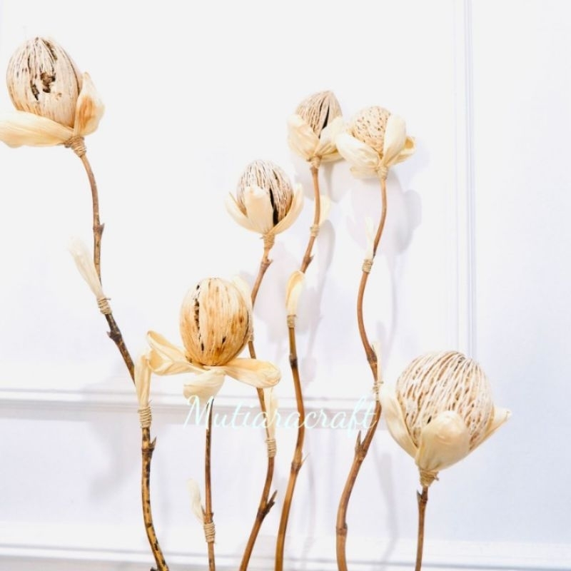 STIK AMPALA STIK RAYUNG Dekorasi Bunga Kering / Dekorasi Rustic HOME DECOR kerajinan buah ampala