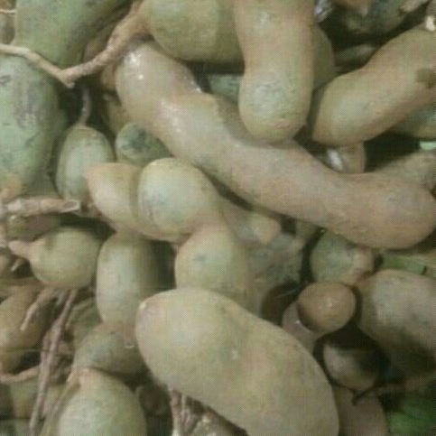 

asam jawa fress langsung petik 1 kilo gram