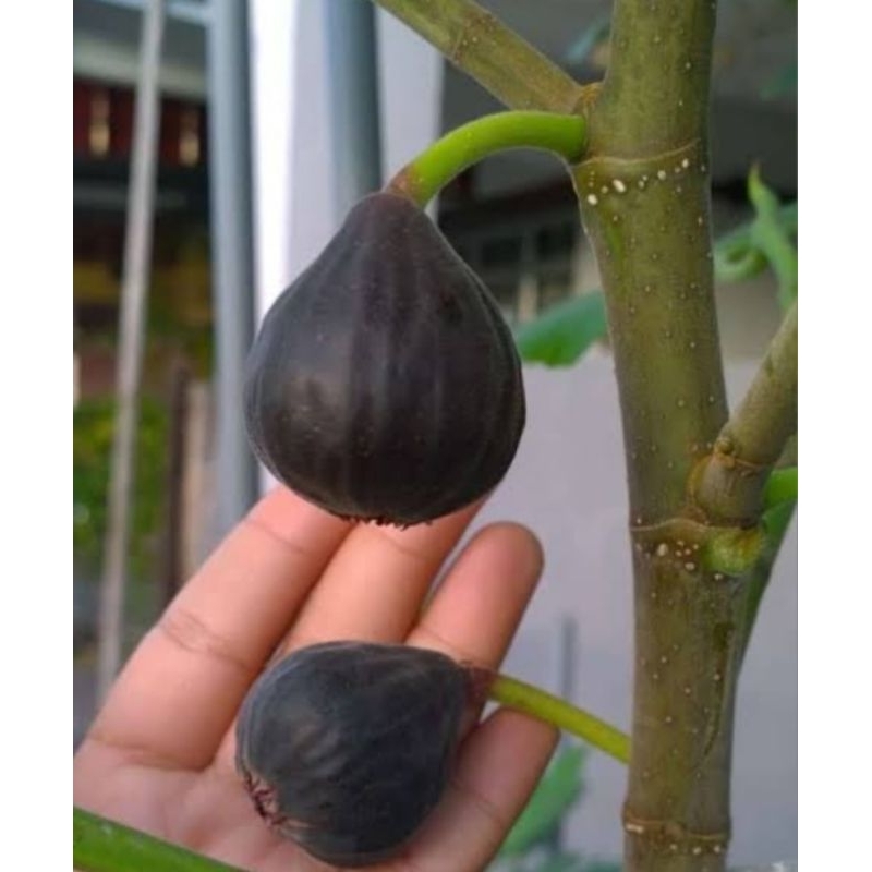 Bibit Buah Tin Iraqi hitam