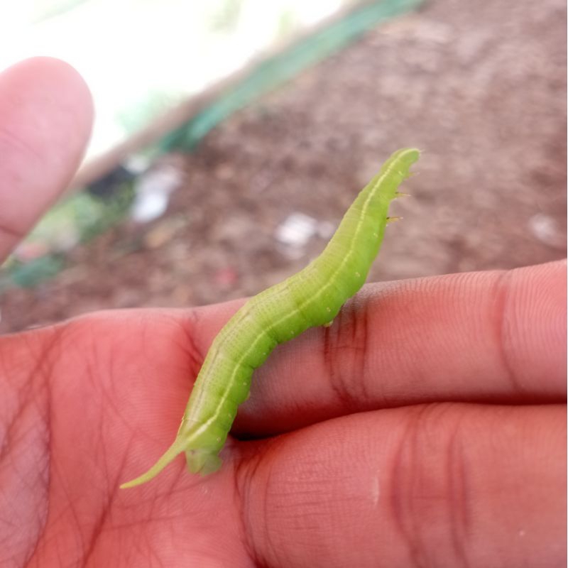 ULAT MENGKUDU UMPAN PANCING JITU