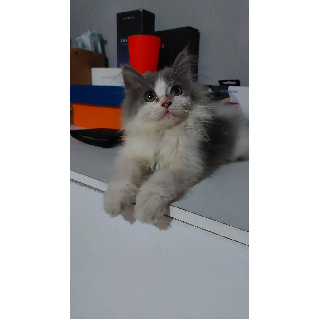 (SOLD) KUCING PERSIA MIX HIMALAYA KITTEN PERSIA