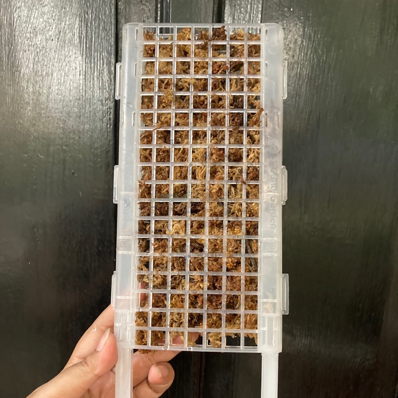 Turus scindapsus plastik