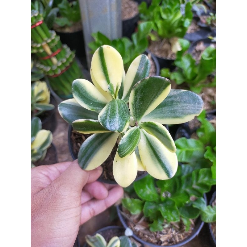 BISA COD Jade plant varigata Jade plant daun putih tanaman hias Jade plant