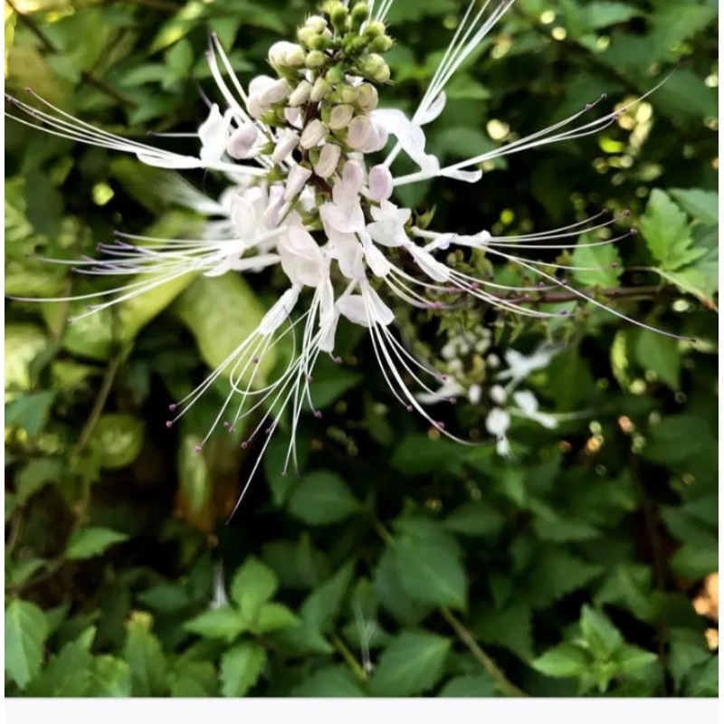 

DAUN KUMIS KUCING SEGAR 1KG