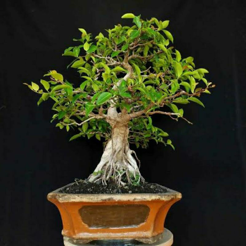Bibit beringin iprik bonsai cangkok