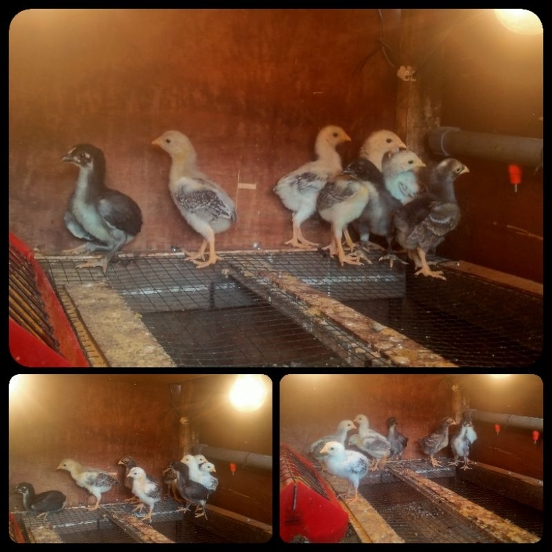 DOC KUB Gen Ke-2 JANAKA / DOC KUB 2 / DOC Ayam Kampung Unggulan Balinbangtan ke -2