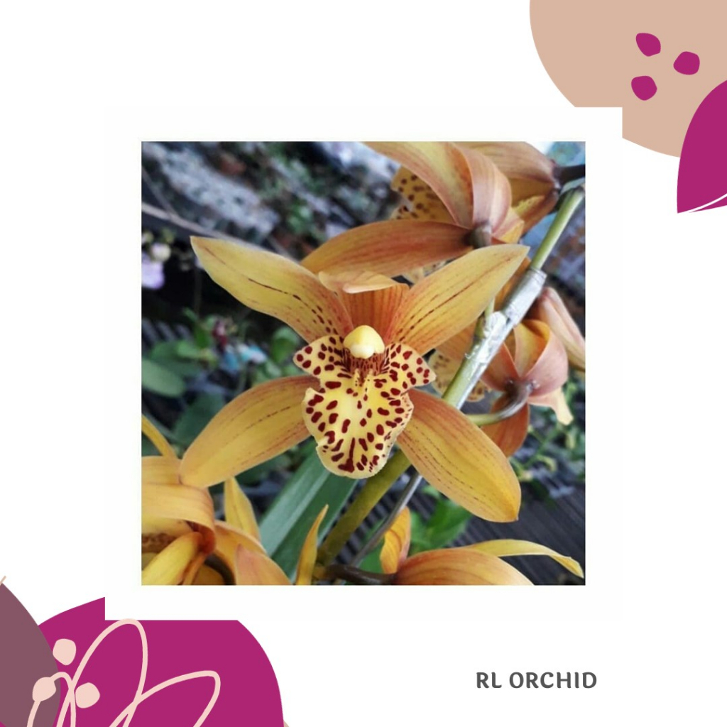 RL Orchid Bunga Anggrek Cymbidium Orchid Bunga Hiasan Bunga Asli Mekar