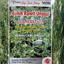 Benih Cabai Rawit Varietas 22 Asli Aceh Kemasan 10 gram