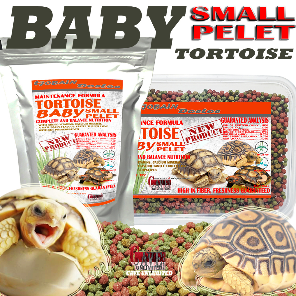 Makanan baby SULCATA SULKATA LEOPARD PARDALIS INSTAR ALDABRA RUSIAN RADIATA CHERY HEAD FORSTENIbayi 