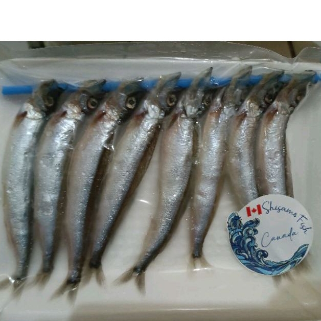 

Shisamo Ikan Telur Premium 180g - 200g | Ikan Capelin Cipung