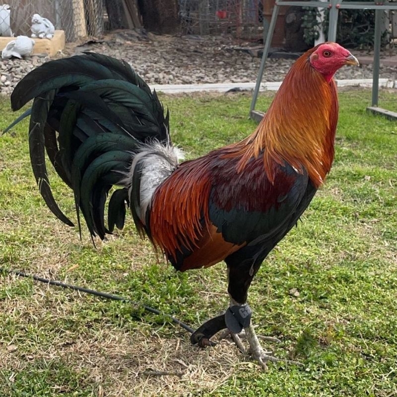 

telur ayam ak tornado paket 4 butir