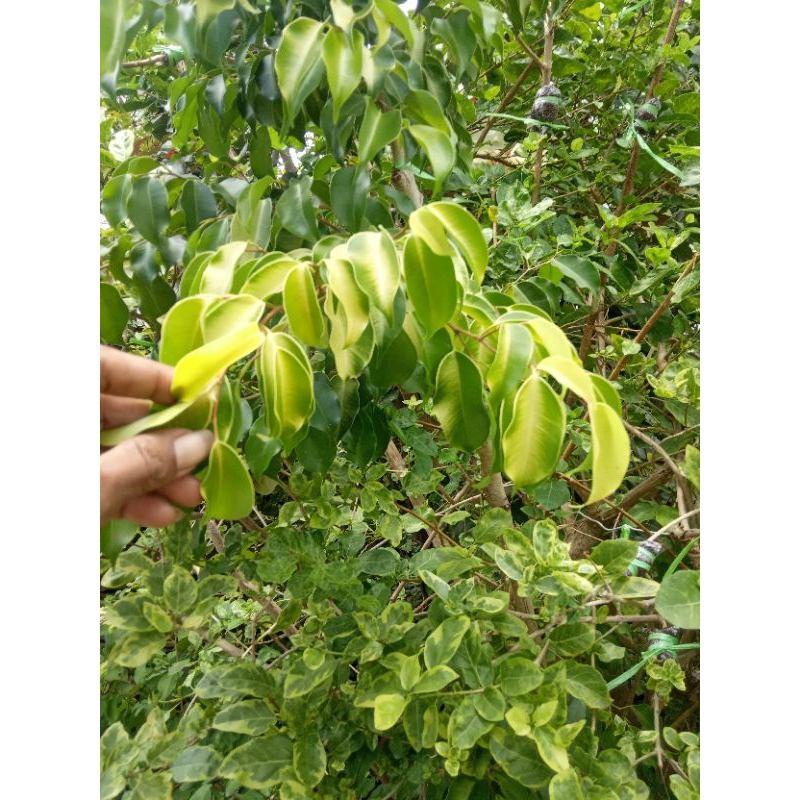 Bibit bonsai beringin golden