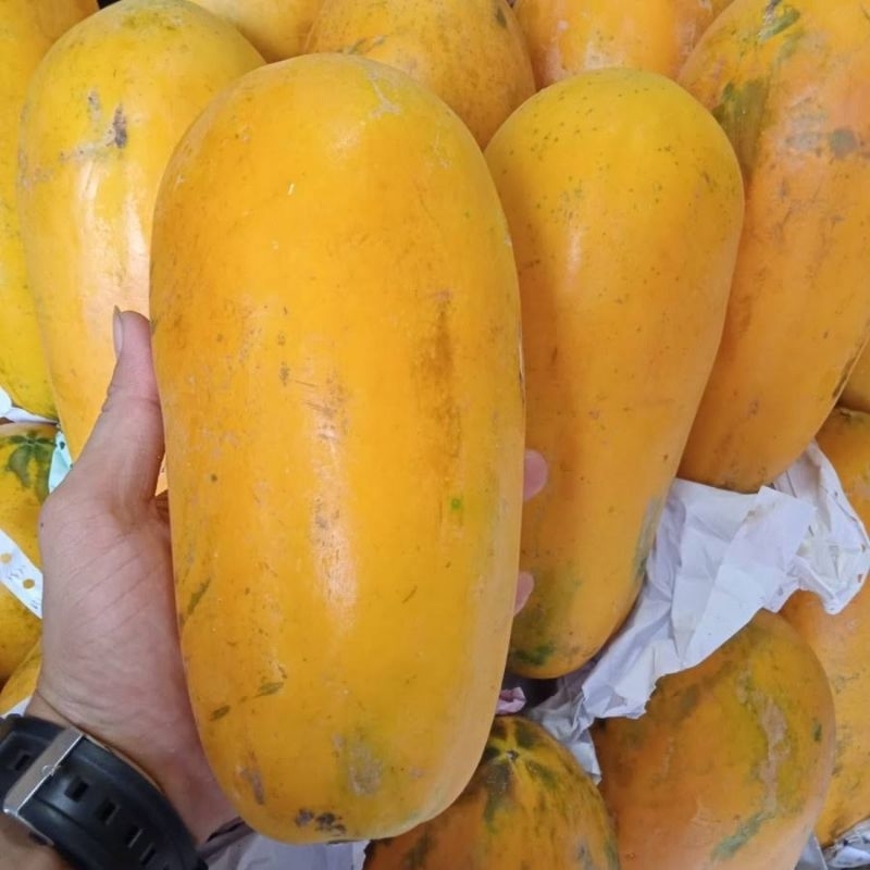 

PEPAYA CALIVORNIA PER BUAH MURAH SURABAYA BEST SELLER