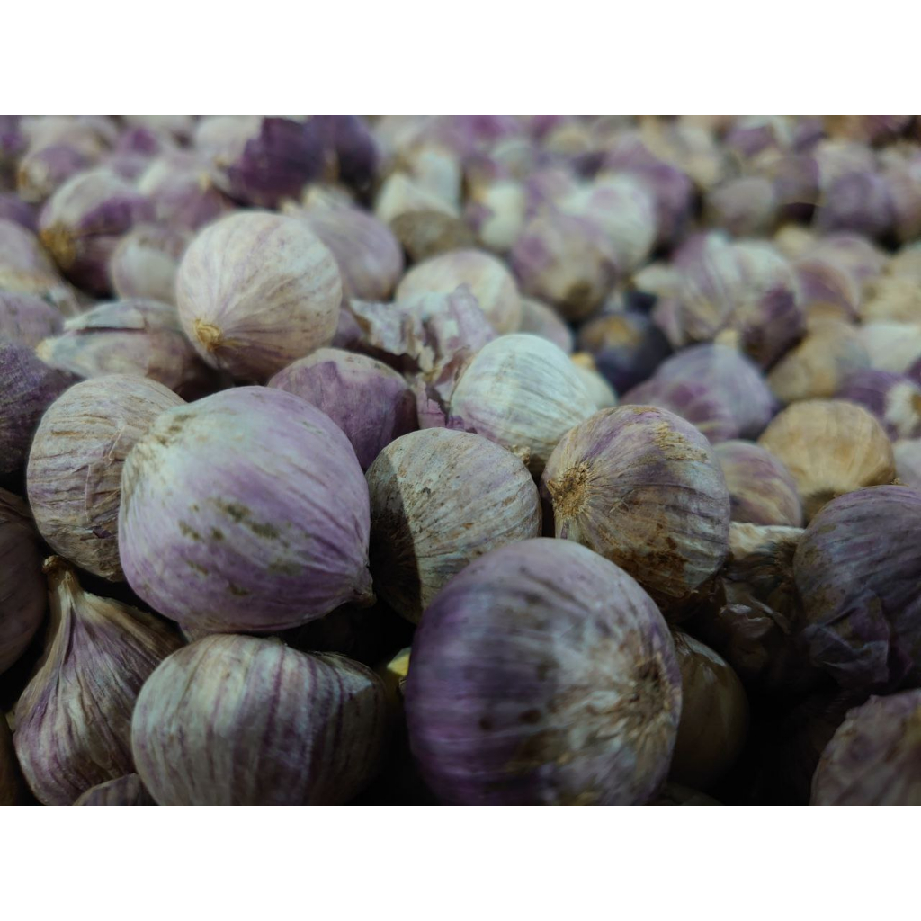 

Bawang Putih Tunggal/Bawang Lanang 1KG Jumbo/Bawang tunggal Murah Penyedap Rasa dan Herbal Alami Organik Rempah.Rempah