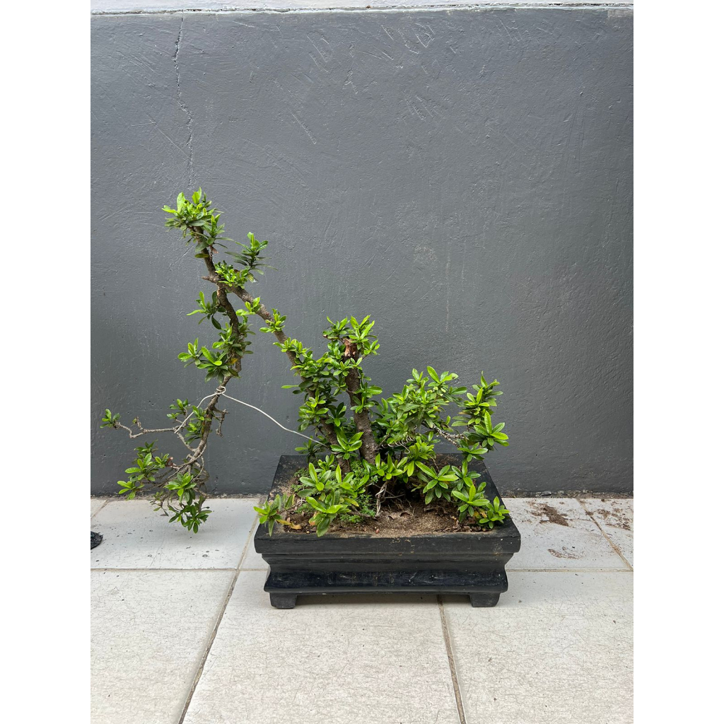 BONSAI ASOKA