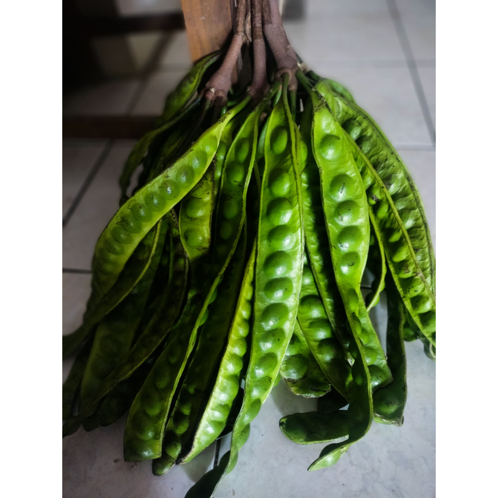 

Pete Padi Asli Wonogiri - SEDANG 5 Papan