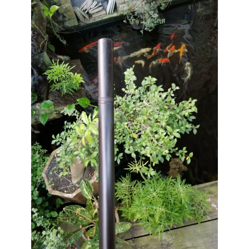 Toya kayu kelor hitam