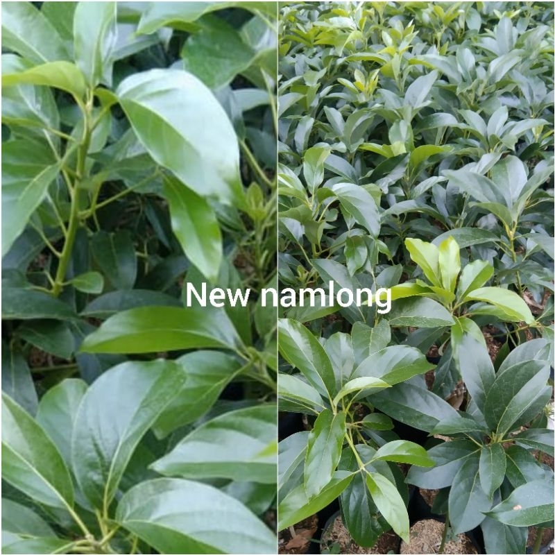 paket hemat 2 bibit alpukat import