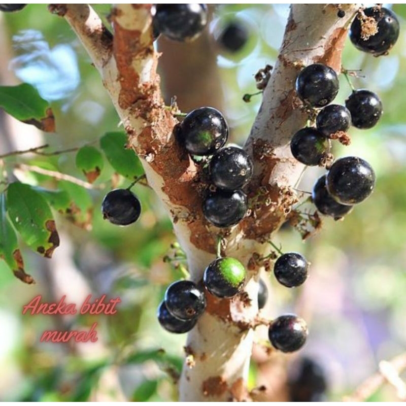 BIBIT ANGGUR BRAZIL SIAP BUAH